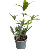 GRDplanten Osmanthus armatus - Schijnhulst 30- 40 cm in pot