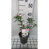 GRDplanten Daphne trans. 'Eternal Fragrance' - Peperboompje 20- 25 cm in pot