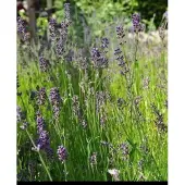 GRDplanten 2 x Lavandula ang. 'Munstead' - Lavendel In pot 2 liter