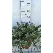 GRDplanten Convolvulus cneorum - Zilverwinde 30- 40 cm in pot