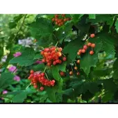 GRDplanten Viburnum opulus - Gelderse Roos 60- 80 cm in pot