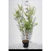 GRDplanten Spiraea prunifolia - Spierstruik 40- 60 cm in pot