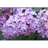 GRDplanten Syringa vulgaris - Sering 60- 80 cm in pot