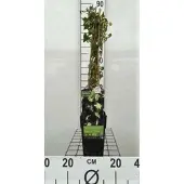 GRDplanten Hedera hibernica - Ierse Klimop , Atlantische Klimop,100-120 cm | pot