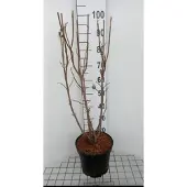 GRDplanten Viburnum lantana - Wollige Sneeuwbal 60- 80 cm in pot