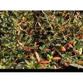 GRDplanten Berberis julianae - Zuurbes 60- 80 cm in pot