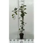 GRDplanten Hedera hibernica - Ierse Klimop , Atlantische Klimop,80-100 cm | pot