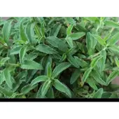 GRDplanten Cistus skanbergii - Cistusroos Of Rotsroos 20- 25 cm in pot
