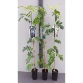 GRDplanten Wisteria sin. 'Prolific' ( 'boskoop') - Chinese Blauwe Regen80-100 cm | pot