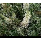 GRDplanten Buddleja dav. 'Nanho White' - Vlinderstruik 40- 60 cm in pot