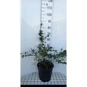 GRDplanten Abelia grandiflora - Abelia 50- 60 cm in pot