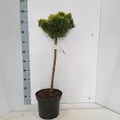 GRDplanten Pinus mugo 'Ophir' - Bergden | 50 cm pot