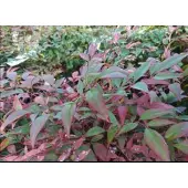 GRDplanten Nandina dom. 'Obsessed' - Hemelse Bamboe 40- 50 cm in pot