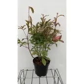 GRDplanten Azalea mollis (roze) - Tuinazalea 40 - 50 cm in pot