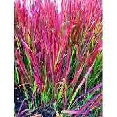 GRDplanten 6 x Imperata Red Baron - Japans Bloedgras in 9x9cm pot