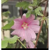 GRDplanten Lavatera hybr. 'Rosea' - Malvastruik, Struikmalva, 25- 30 cm in pot