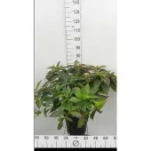 GRDplanten Hydrangea serr. 'Bluebird' - Berghortensia 40- 60 cm in pot
