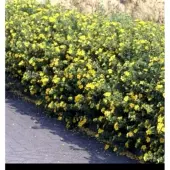 GRDplanten Potentilla frut. 'Klondike' - Struikganzerik, Heesterganzerik, 25- 30 cm in pot