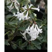 GRDplanten Osmanthus delavayi - Schijnhulst 30- 40 cm in pot