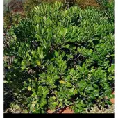 GRDplanten Pittosporum tobira - Australische Laurier 50- 60 cm in pot