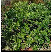 GRDplanten Pittosporum tobira - Australische Laurier 30- 40 cm in pot