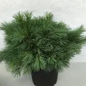GRDplanten Pinus strobus 'Blue Shag' - Den | 40-50 cm pot