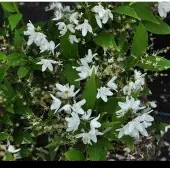 GRDplanten 2 x Deutzia gracilis - Bruidsbloem 30- 40 cm in pot