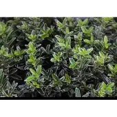 GRDplanten Euonymus japonicus - Japanse Kardinaalshoed 60- 80 cm in pot