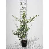 GRDplanten Pyracantha cocc. 'Red Column' - Vuurdoorn 60-80 cm | pot