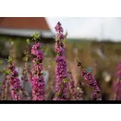 GRDplanten Daphne mez. 'Rubra' - Rood Peperboompje 40- 50 cm in pot