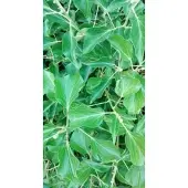 GRDplanten Hedera helix 'Arborescens' - Struikklimop 50- 60 cm in pot