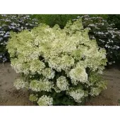 GRDplanten Hydrangea pan. 'Bobo' - Pluimhortensia 50- 60 cm in pot