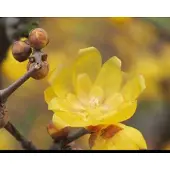 GRDplanten Chimonanthus praecox (fragrans) - Winterzoet 30- 40 cm in pot