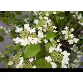 GRDplanten Viburnum plic. 'Kilimandjaro' - Japanse Sneeuwbal 50- 60 cm in pot