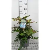 GRDplanten Mahonia jap. 'Hivernant' - Mahoniestruik, Hulstberberis 50- 60 cm in pot