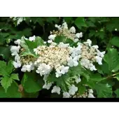 GRDplanten Viburnum carlcephalum - Sneeuwbal 60- 80 cm in pot