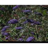 GRDplanten Buddleja dav. 'Nanho Blue' - Vlinderstruik 60- 80 cm in pot