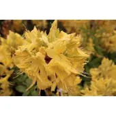 GRDplanten Azalea knaphill geel - jaune 40 - 50 cm in pot
