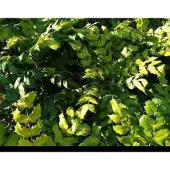 GRDplanten Mahonia japonica ( bealei) - Mahoniestruik, Hulstberberis 30- 50 cm in pot