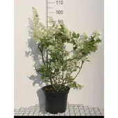 GRDplanten Hydrangea pan. 'Kyushu' - Pluimhortensia 60- 80 cm in pot