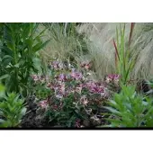 GRDplanten Lonicera pericl. 'Chic & Choc' - Kamperfoelie 20- 25 cm in pot