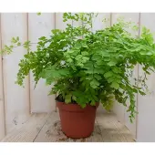 Warentuin Collection Varen Venushaar kamerplant Adiantum