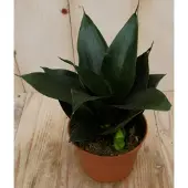 Warentuin Collection Vrouwentong Sansevieria donkergroen Mini/Klein kamerplant Sanseveria