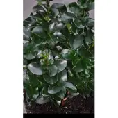 GRDplanten Ligustrum jap. 'Rotundifolium' - Ligustrum 20- 25 cm in pot
