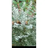 GRDplanten Salix repens 'Nitida' - Kruipwilg, Duinwilg 30- 40 cm in pot