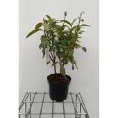GRDplanten Azalea mollis - Gele tuinazalea 40- 50 cm in pot