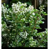 GRDplanten Escallonia hybr. 'Iveyi' - Escallonia 50- 60 cm in pot