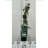 GRDplanten Hedera helix - Gewone Klimop50-60 cm | pot