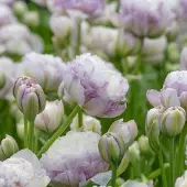 QFB Gardening Tulp Double Surprise | 10 stuks | Dubbel laat | Roze | Wit