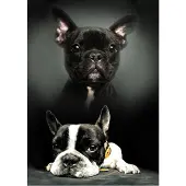 Procos fleece deken Honden - 100 x 140 cm